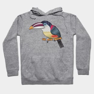 Curl crested aracari bird cartoon illustration Hoodie